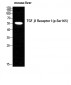 TGFβ RI (phospho Ser165) Polyclonal Antibody